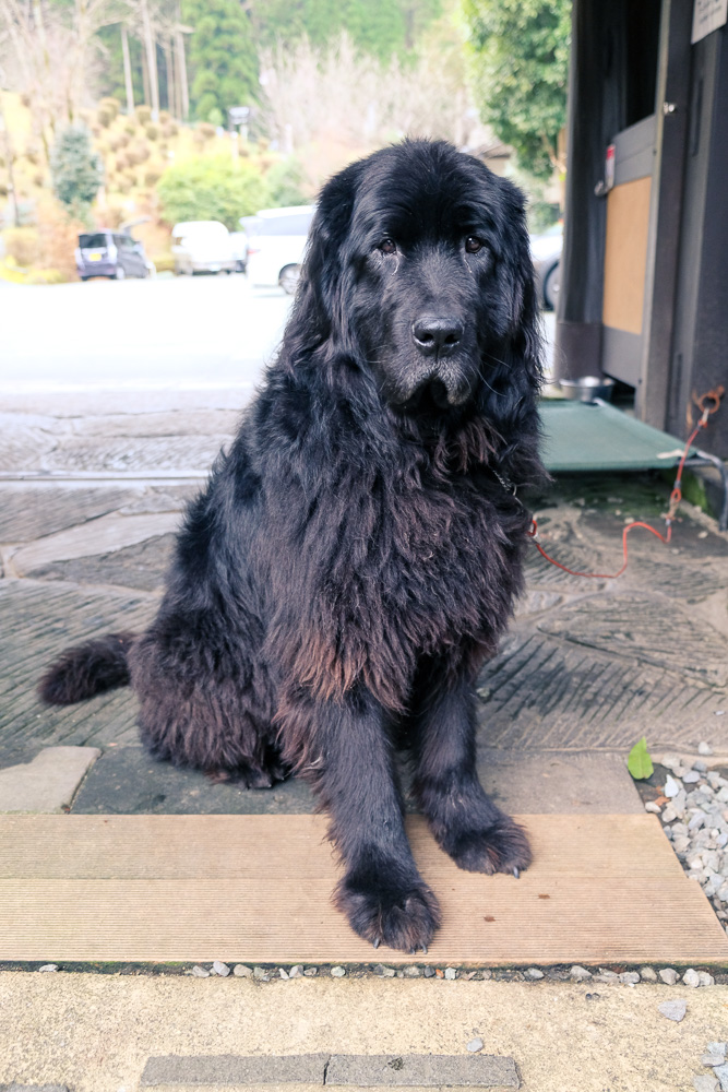 black dog sitting in front of exterior of Yamabiko Ryokan at Kurokawa Onsen, Kumamoto Prefecture.